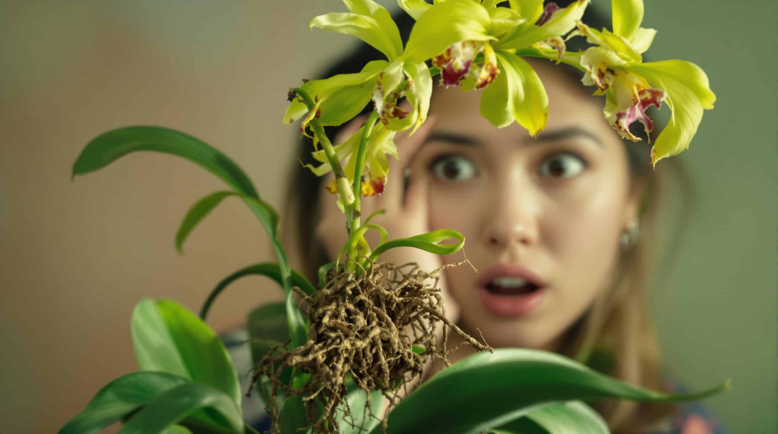 discover the reasons behind your orchids' decline. learn how your watering habits may be affecting their health and get tips to revive your plants and keep them thriving.